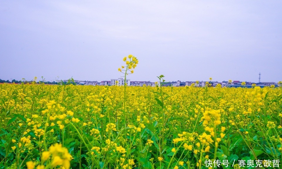 国内几处赏油菜花胜地，第一处人尽皆知，最后一处仅需2块钱公交