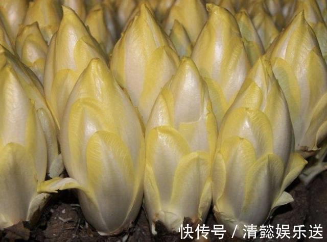 1种“废根”埋土壤里,8天变成“金黄菜”,1公斤卖60,还好看