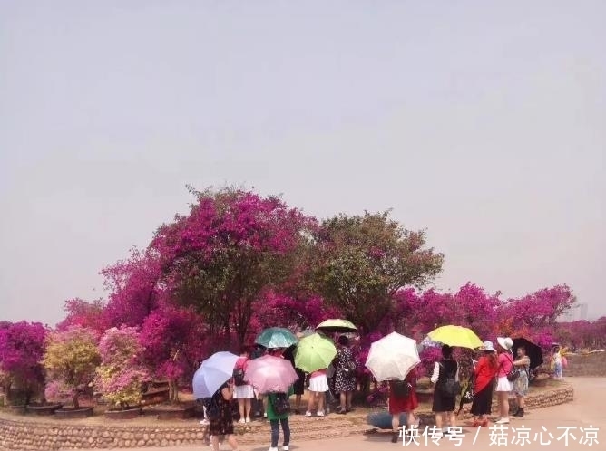 五一节“最”想去的地方，四季如春，山花烂漫的杨梅小镇