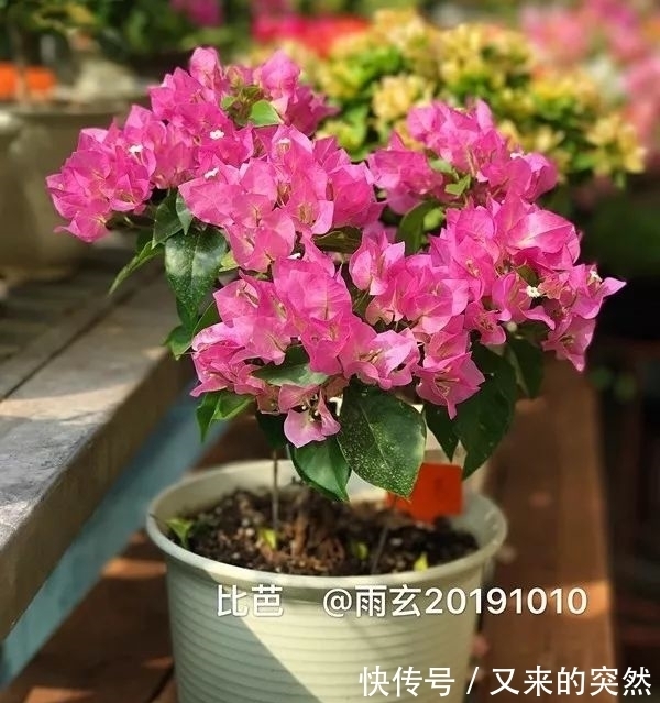 越冬|家里有这花,露养断水2个月,安全越冬50盆