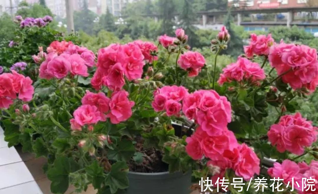 小花园|春天养上5种花，开花一茬接一茬，阳台变成小花园