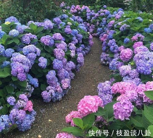 绣球花|绣球长出花苞有“三怕”,难怪黄叶不开花,现在纠正还不晚