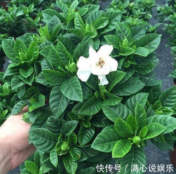 大树|新买栀子花,全是黄泥巴,洗一洗泡一泡,7天就活,长成“大树”