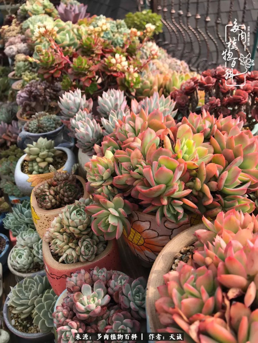吃饱喝足,包邮区的多肉养精蓄锐准备渡劫!