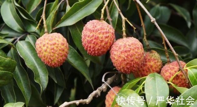 西瓜|不想给你的肝脏惹麻烦,以下的水果请少吃,味道再好也得适度哦