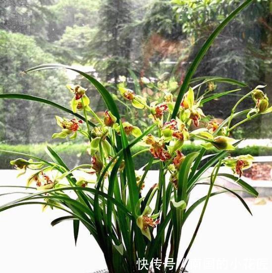 刚上盆的兰花有3“怕”，及时避开服盆快，根系健壮长势旺
