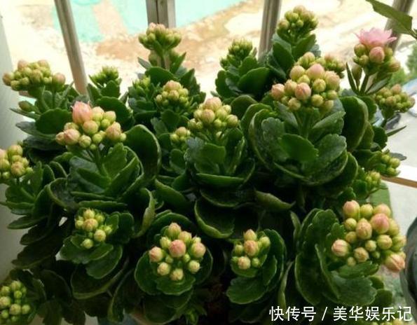 养长寿花、矮牵牛,甭太懒、太勤快!盆栽嗖嗖地开花、窜新叶