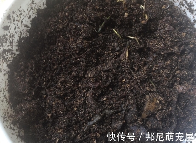 果皮堆肥养花,误入这4个坑,不仅无益反而有害