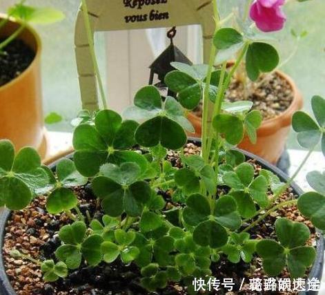 养花|大蒜养花好处多,使用正确花草不生病虫害、黄叶情况少得多