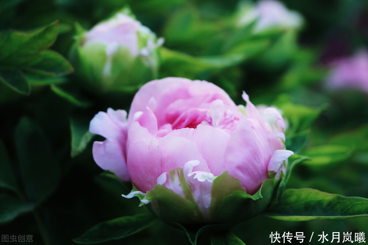 天涯|一诺倾城,一生天涯,谁的微雨落花里,半枕惆怅旧梦