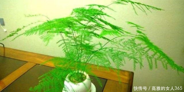 文竹叶子总是发黄掌握养护技巧,翠绿不黄叶,长成“小森林”