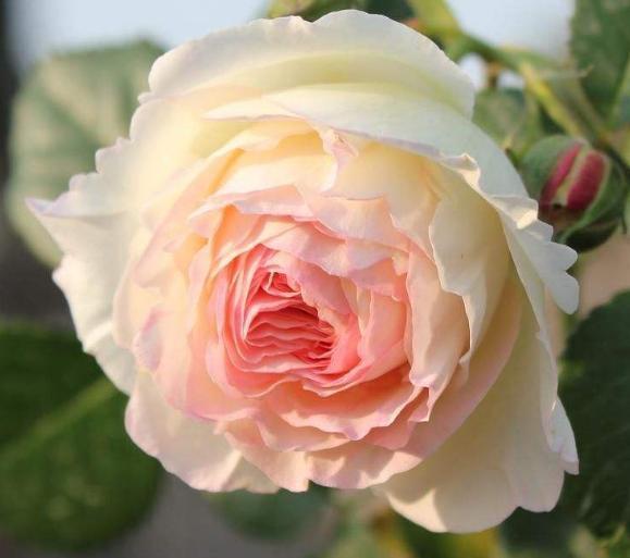 玫瑰|此花被称为最早的玫瑰，所代表的是希望和美好，也是纯洁的爱