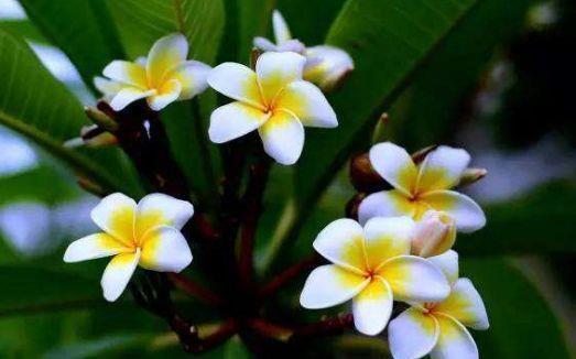 养花试试此4种花，家里养一盆，漂亮干净，简单打理就爆盆