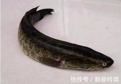 美味|河里的这种鱼，繁殖力强，胃口很大，用来煮汤非常美味！