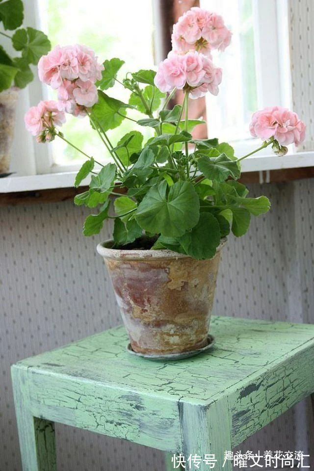 10种适合在秋季购买的盆栽花卉,提前买好,冬春时节持续有花开