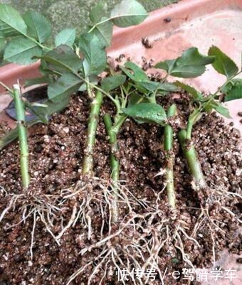 6种花最适合春天“扦插”，7－10天就生根，好活，长得快！