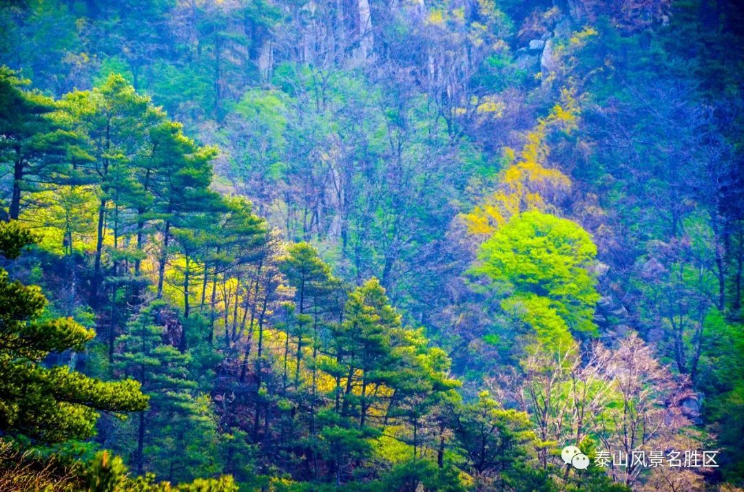 春红|林花谢了春红，醉染流年