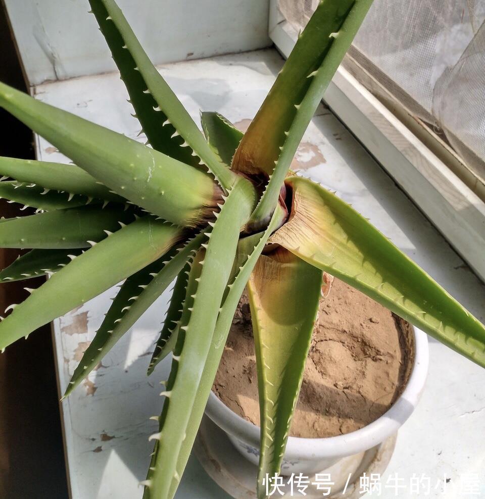 烂根|夏天养花，就怕乱浇水，越浇死得越快，酷夏浇花技巧，要记牢