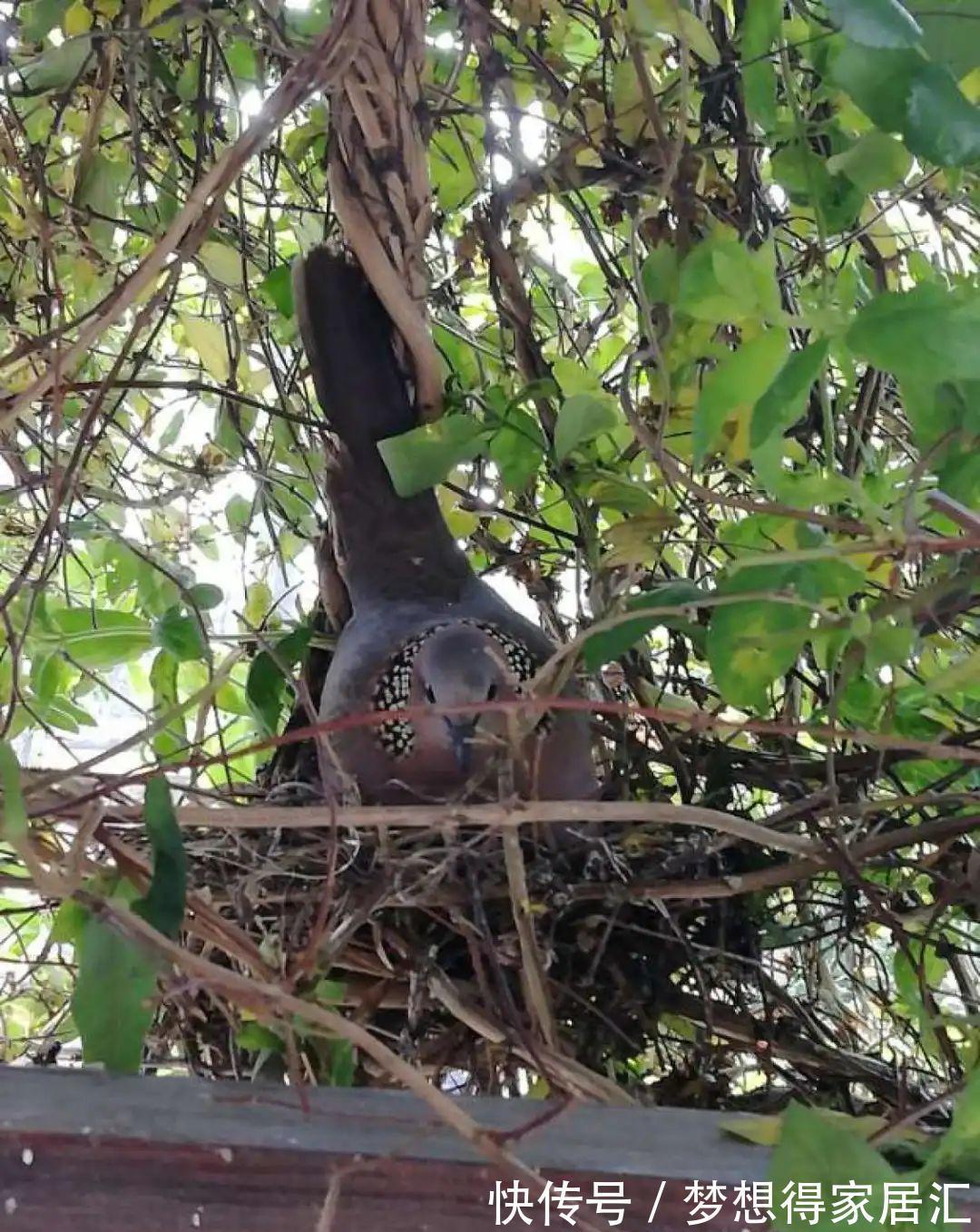 养到烦人的花，盆都不够用，扔掉还很心疼