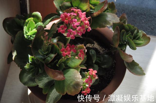 6种花淋雨就会“烂”，下雨最好放屋里，别忽视