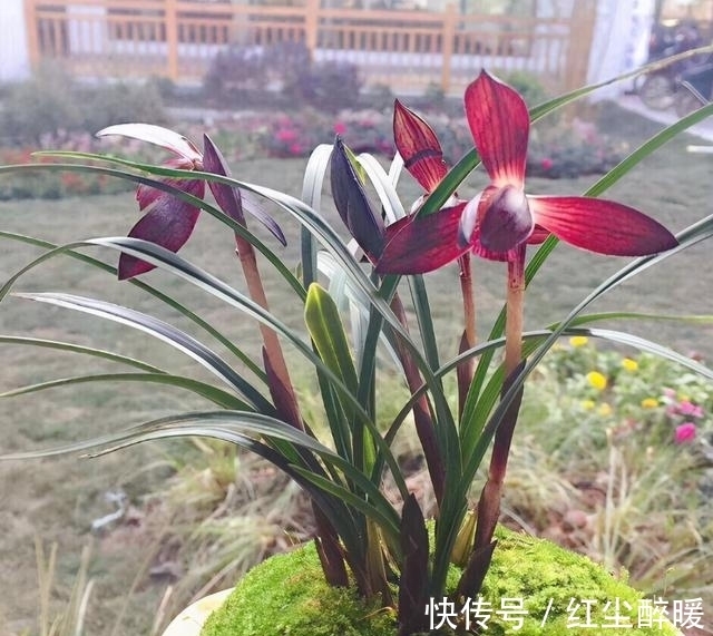 此兰花，拥有顶级“花色”跟“香味”，曾26万一苗，现物美价廉
