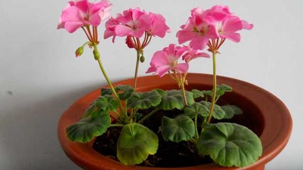 怎么打理好远离“故土”的天竺葵？这么盆栽，开花既漂亮又持久