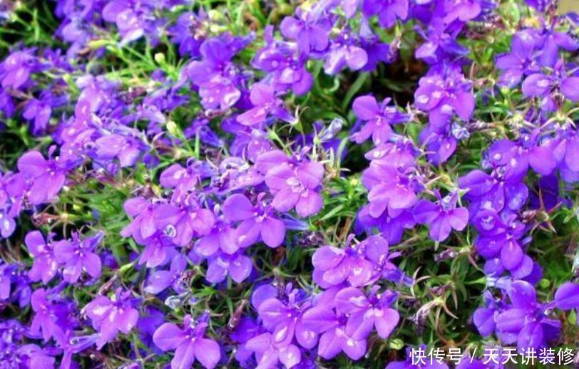 居家就养此款花卉,不闻不问,花开爆盆美如花,枝头窜满花苞,美