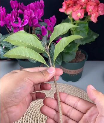 桂花的水培扦插,这样很快就能爆根