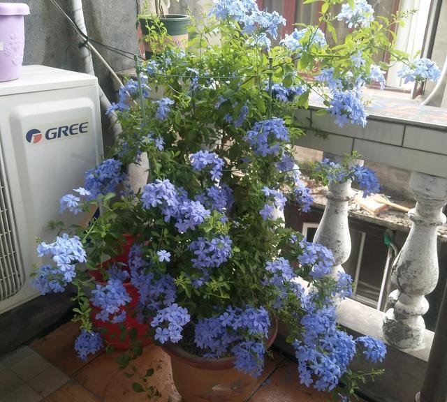 月季不好养,养一盆它,开花爆盆很简单,越剪开花越猛