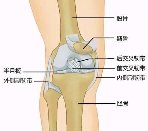 不小心扭伤了膝盖内侧