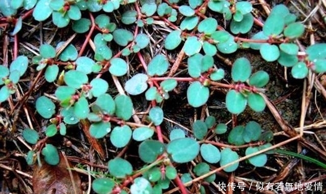 大飞扬草|农村这野草叫“大飞扬草”,是很好用的药草,对湿疹有很大的帮助