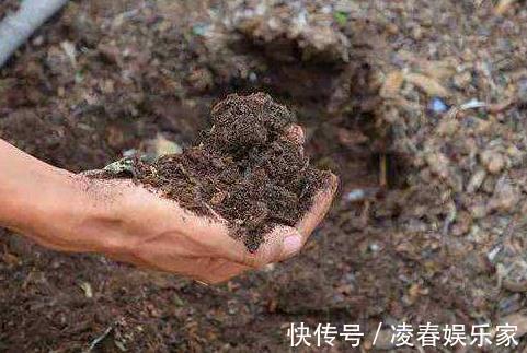 养花|养花不用买“土”,出门捡1麻袋“它”,用来养花,根系呼呼长!
