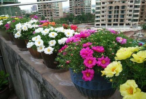 春天养盆太阳花，种子撒在土壤里，发芽快绽放层叠群花！