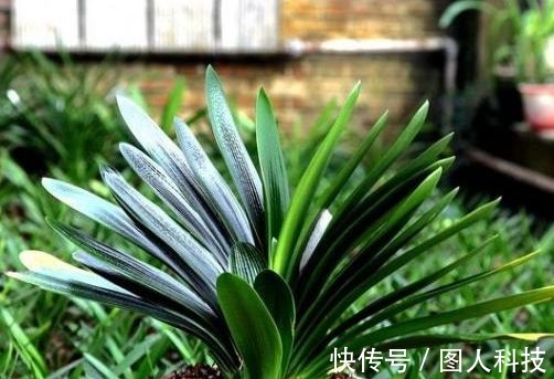 补肥|做好这4步,君子兰就能养好,叶子翠绿,过年花箭窜出来