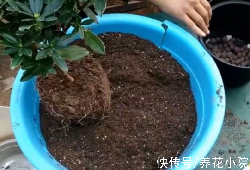 天气变冷，3种花别再换盆，否则难过冬