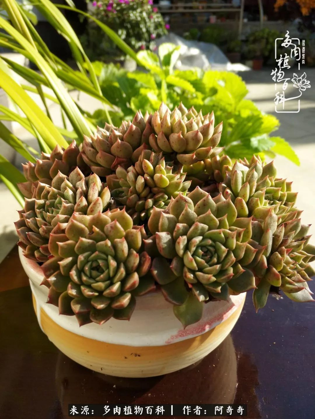 静心养多肉，只是为了在成人的世界里随波不逐流！