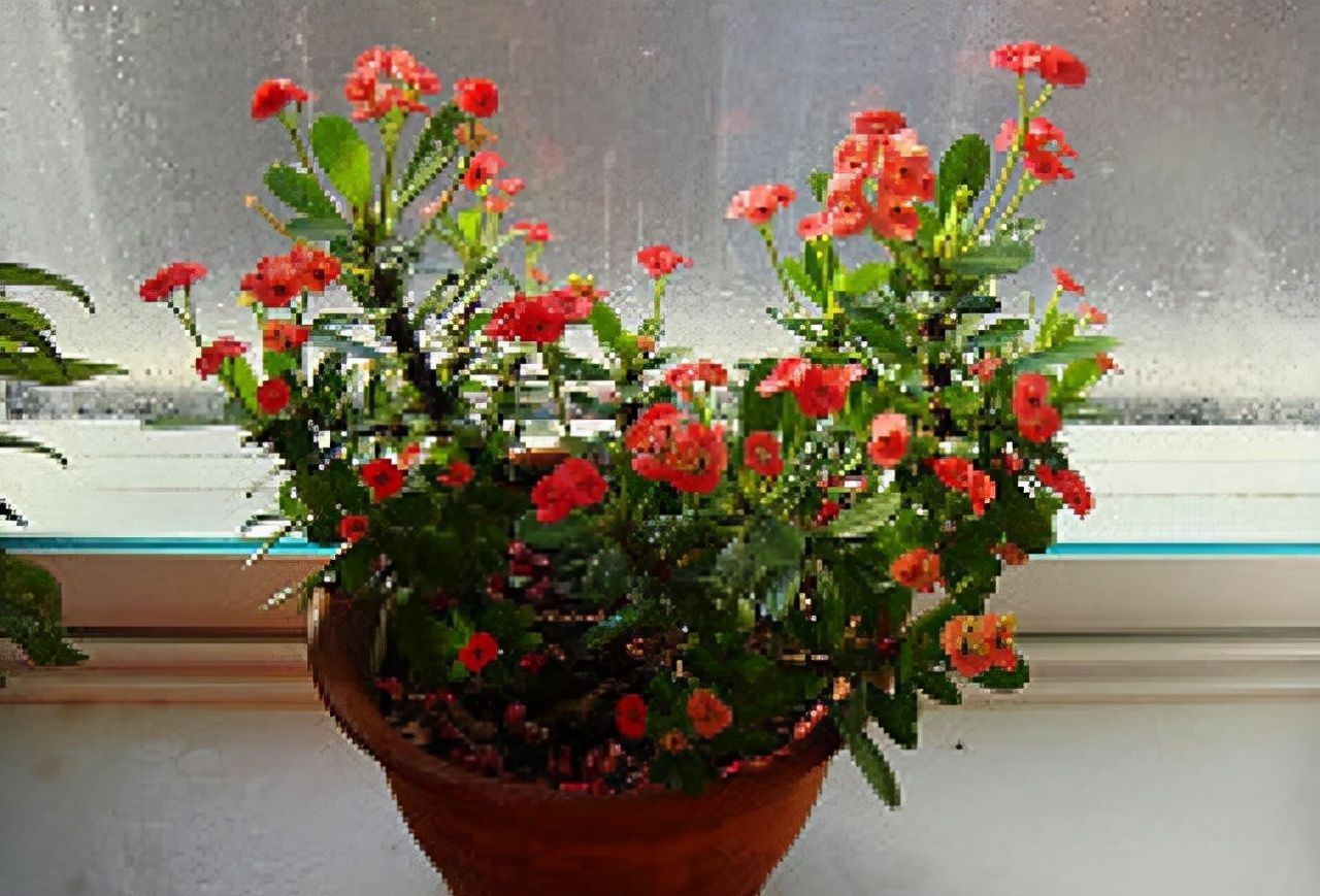 这3种花再好看也别养，常闻对身体不好，尤其是小孩不要碰