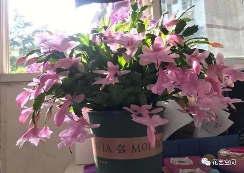 这6种花,浇水越多死的越快,千万管住手,少浇水长得旺