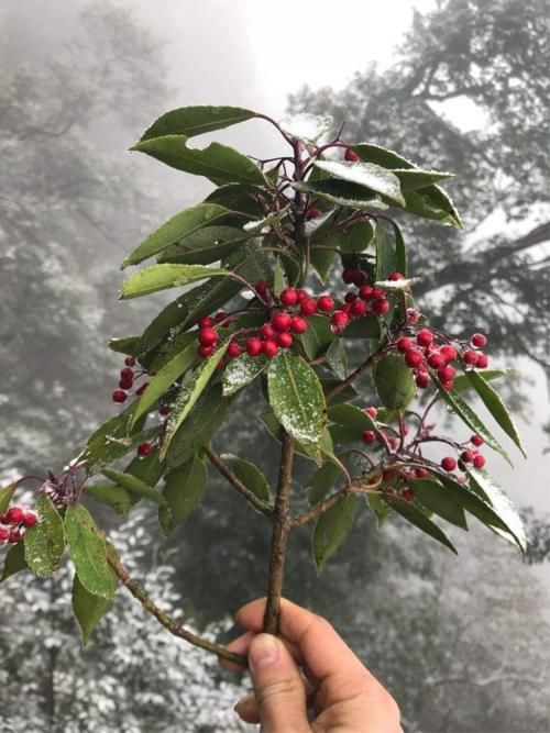  悄悄|12月说年宵花卉，红果冬青上榜，挂果长达200天，悄悄惊艳所有人