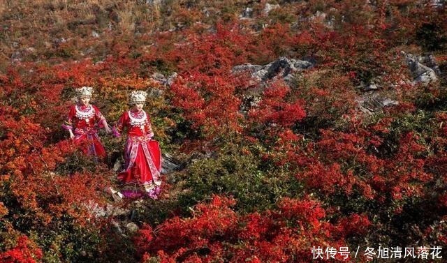 维c|曹操吃过的野果,过去当粮食吃,泡酒是一绝,老桩更值钱一棵百元