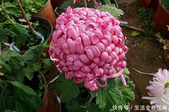 春天种下几株菊花,秋天才能怡然自得地赏花,喜欢菊花的赶紧种!