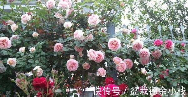 光照|月季花中的“女王”,想要养好它,需要注意8个方面