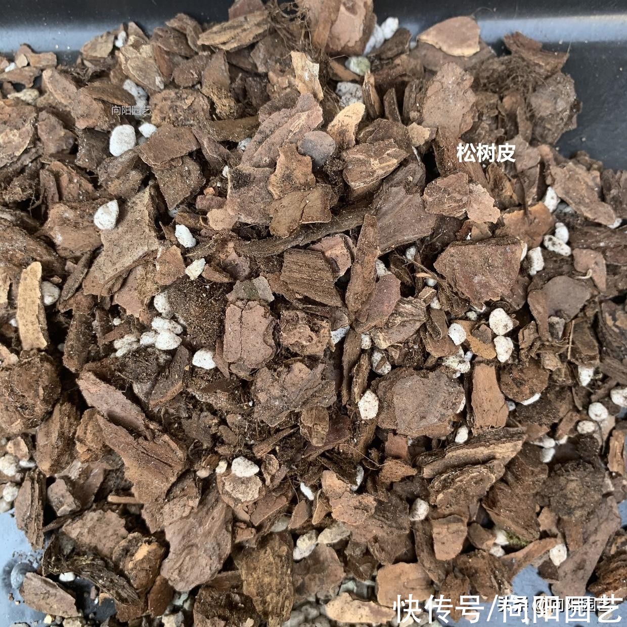 种兰花，植料不用买，公园里捡一些松树皮，养兰花促进开花