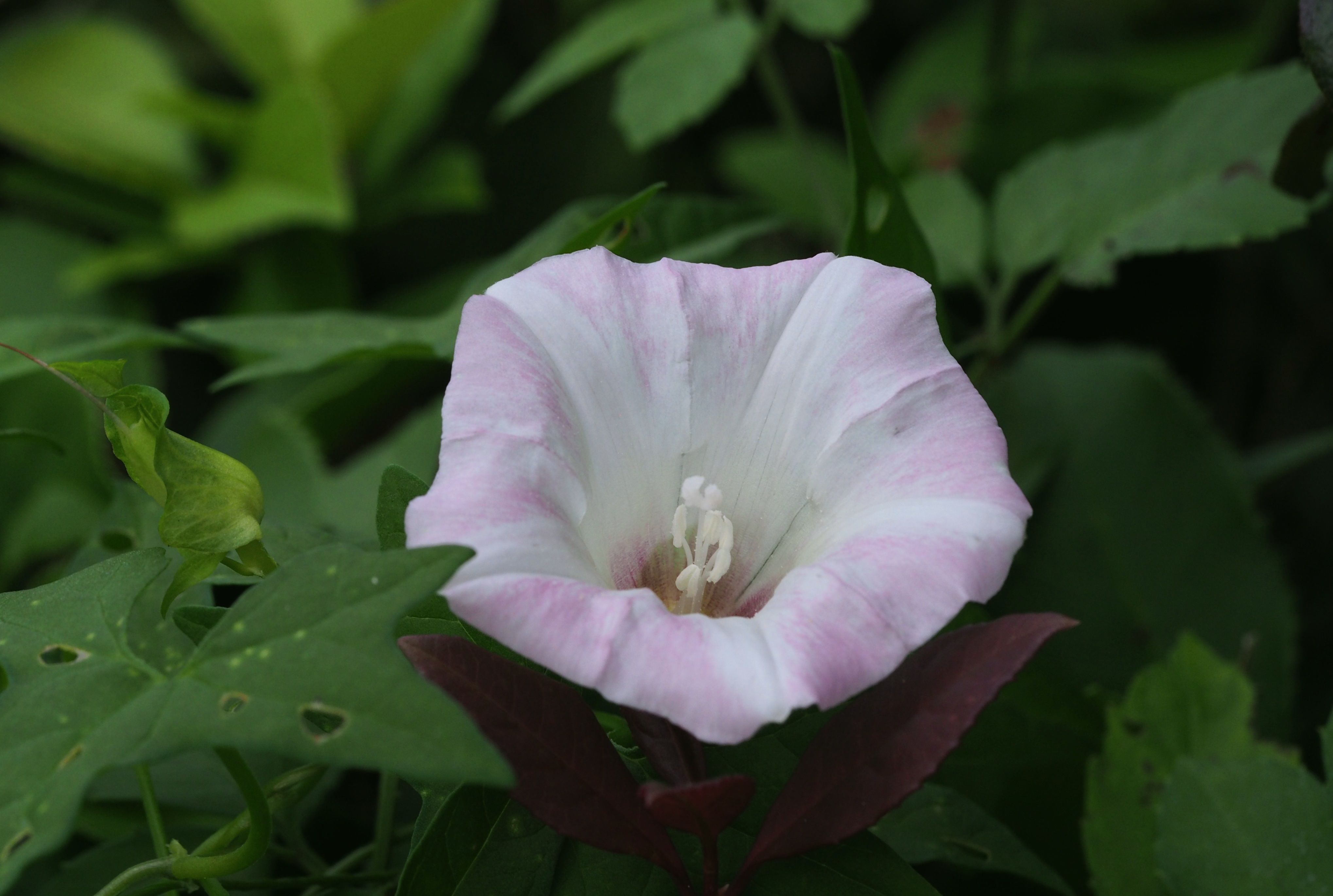 打碗花，白里透粉，象征着干净和纯洁