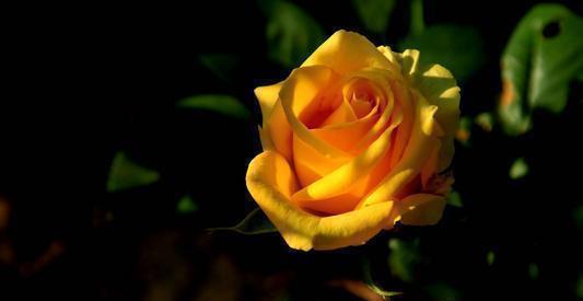 月季|3种花不要怕修剪，剪的越很长势越旺盛，不然越变越丑