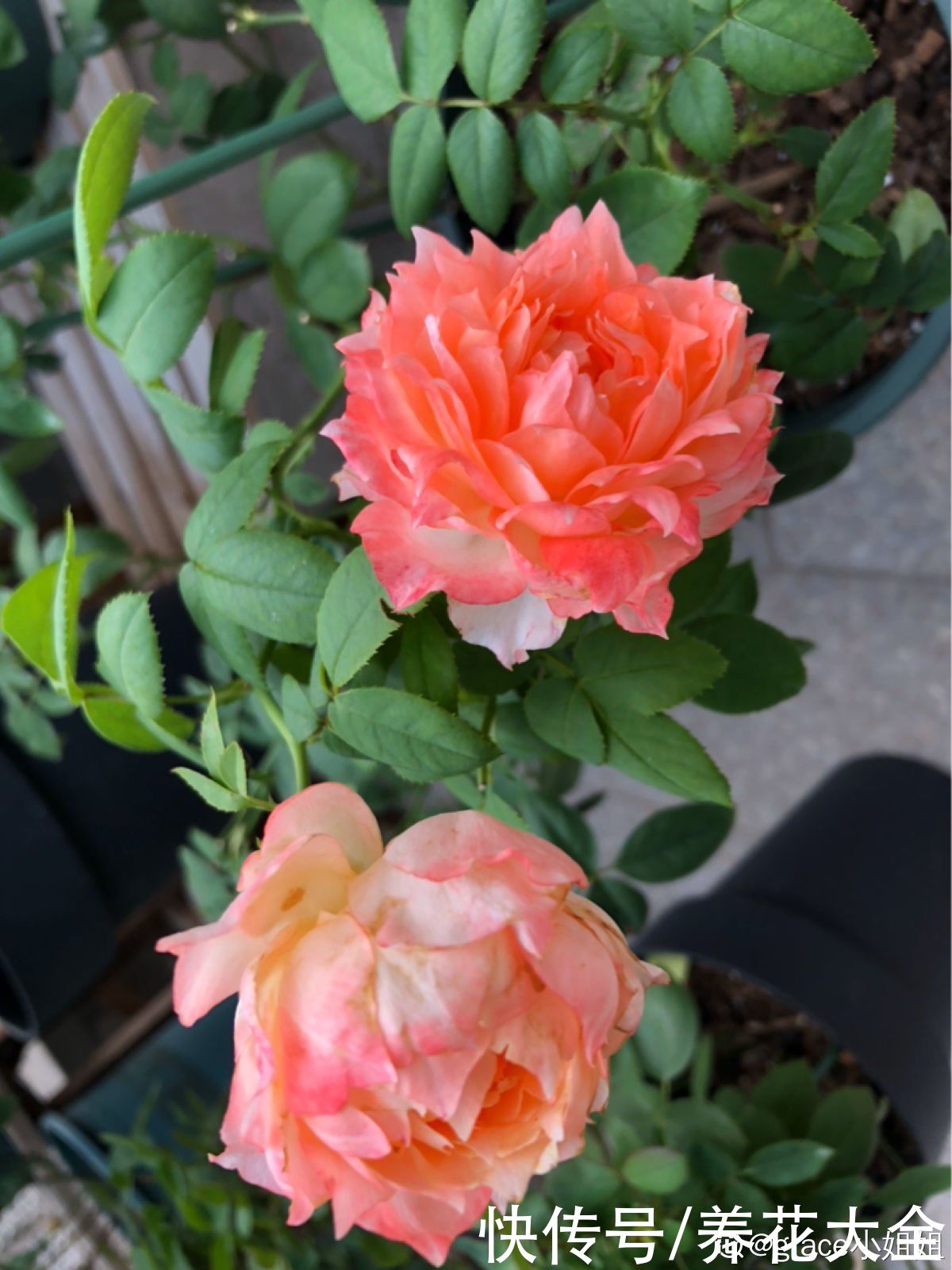 月季中间长了“鼻毛”，看着怪瘆人，到底什么情况？