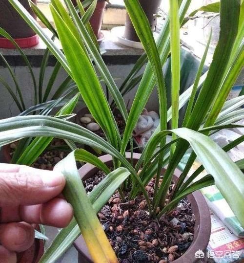 兰花休眠期能施肥吗？