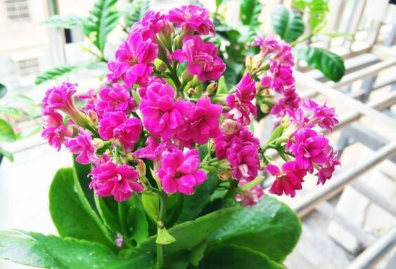 李小姐养“长寿花”,只是加个“它”,盆盆“开满”花,美爆了!