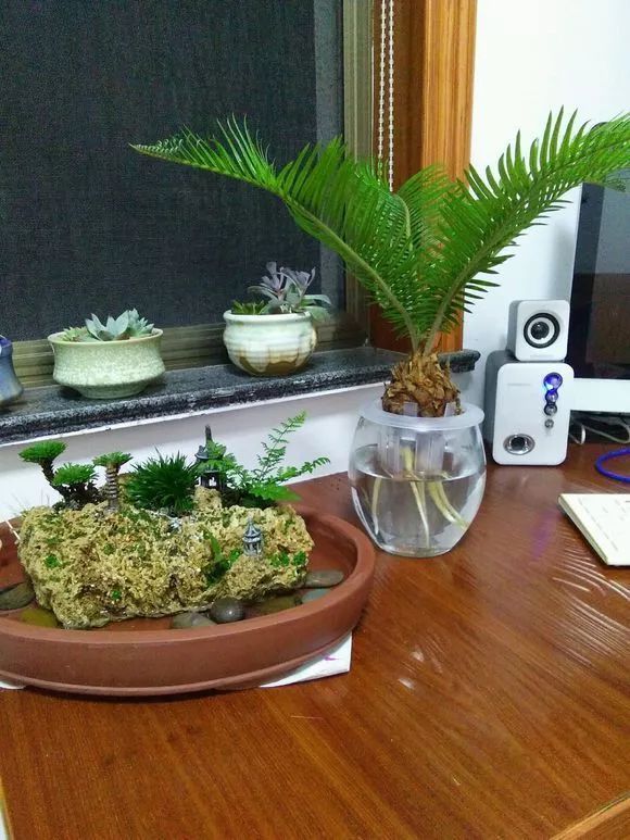 水培虽好,5点不注意,变成蚊子窝,别忽视!