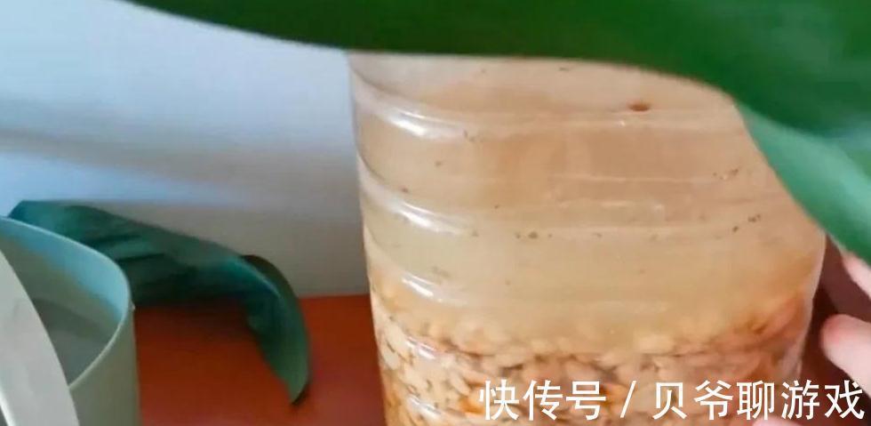 教你家庭沤制黄豆肥的方法,以及给花追肥时注意事项